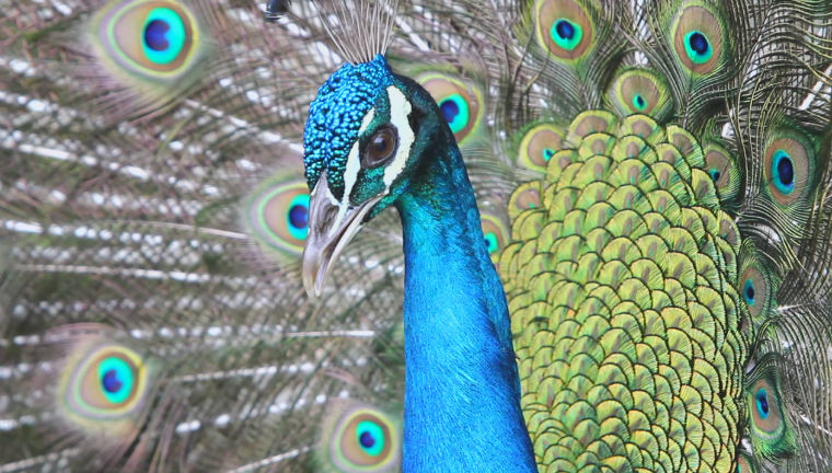 חג האביב כבר בעיצומו בגן הזואולוגי של אוניברסיטת תל-אביב חג האביב כבר בעיצומו בגן הזואולוגי של אוניברסיטת תל-אביב