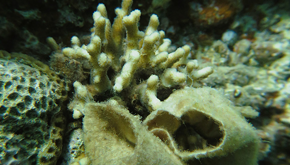 מטלית לחה חונקת אלמוג אבן בשמורת חוף אלמוג (צילום: גל ורד)