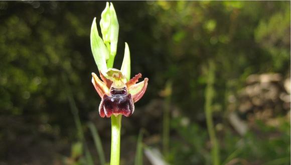 הפנינג פורים בקמפוס טבע