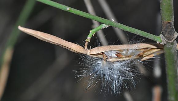 סיור מודרך בגנים הבוטניים של אוניברסיטת תל אביב