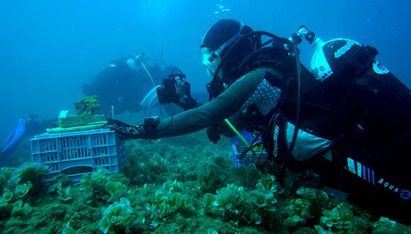 ממעמקים קראתי אלייך