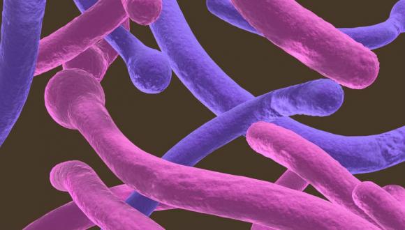 תגלית על דרך הזיווג של פטריות קטלניות תסייע להילחם בעמידותן לתרופות תגלית על דרך הזיווג של פטריות קטלניות תסייע להילחם בעמידותן לתרופות